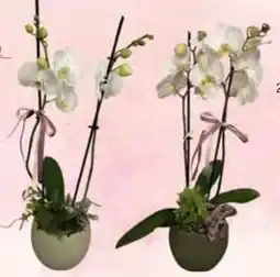 E-Center Orchideen Phalaenopsis Angebot