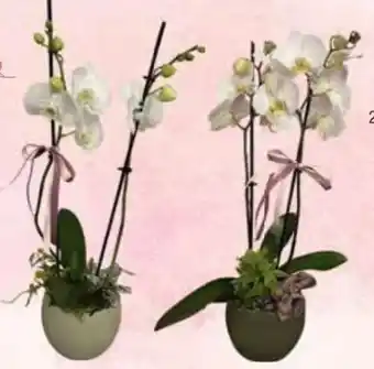 E-Center Orchideen Phalaenopsis Angebot