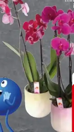 Edeka Orchideen Multiflora Angebot