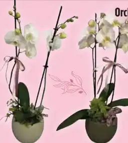 Edeka Orchidee Phalaenopsis Schale Angebot