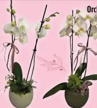 Edeka Orchidee Phalaenopsis Schale Angebot