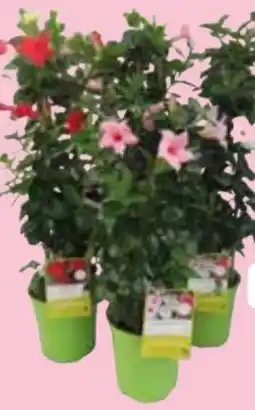 Edeka Sundaville-Pyramide Dipladenia Angebot