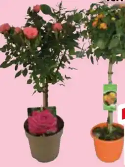 Edeka Terrassenstämmchen Angebot