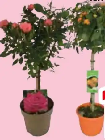 Edeka Terrassenstämmchen Angebot