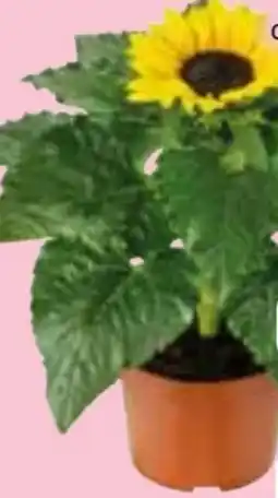 Edeka Sonnenblume Helianthus Angebot