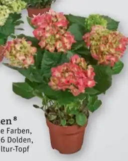 tegut Hortensien Angebot