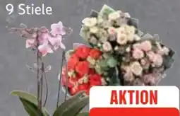 Edeka Frischemarkt Schmetterlingsorchideen Angebot