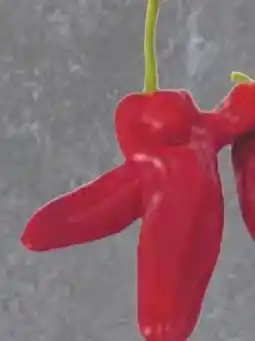 Edeka Rote Spitzpaprika Angebot