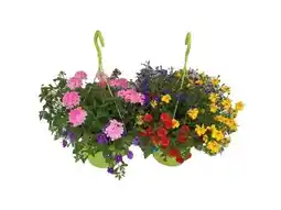OBI Blumenampel Mix Angebot