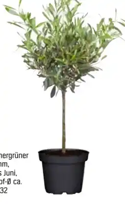 OBI Grow By Obi Olivenbaum-Busch Angebot