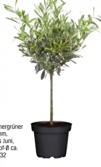 OBI Grow By Obi Olivenbaum-Busch Angebot