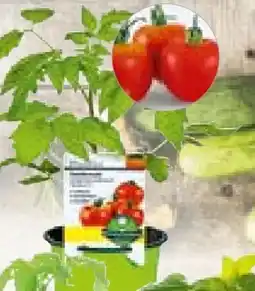 Hellweg Plantiflor Gemüsepflanzen Meisterklasse Angebot