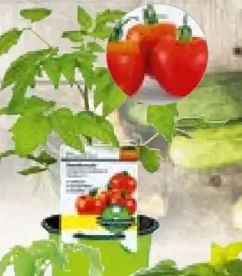 Hellweg Plantiflor Gemüsepflanzen Meisterklasse Angebot