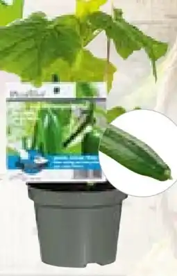 Hellweg Plantiflor Veredeltes Vitalgemüse Angebot
