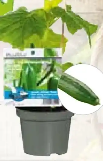 Hellweg Plantiflor Veredeltes Vitalgemüse Angebot