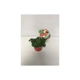 Hellweg Plantiflor Gourmet-Erdbeere Angebot
