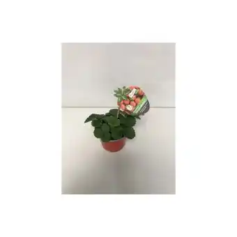 Hellweg Plantiflor Gourmet-Erdbeere Angebot