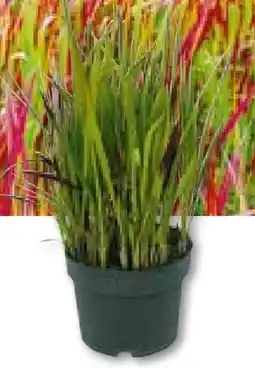 Hellweg Plantiflor Japanisches Blutgras Angebot