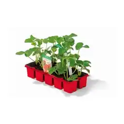 Hellweg Plantiflor Erdbeerpflanze Angebot