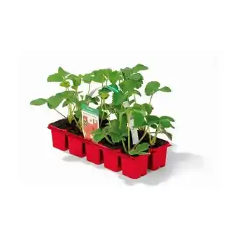 Hellweg Plantiflor Erdbeerpflanze Angebot