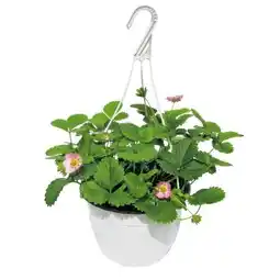 Hellweg Plantiflor Erdbeeren-Ampel Angebot