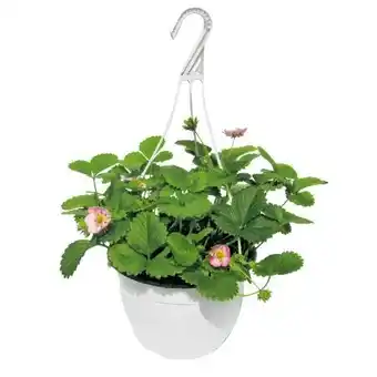 Hellweg Plantiflor Erdbeeren-Ampel Angebot