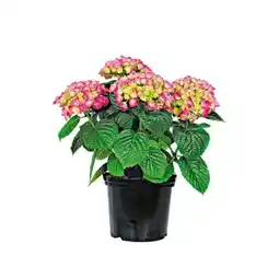 Hellweg Plantiflor Bauernhortensie Angebot