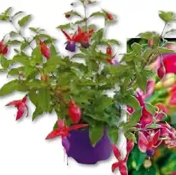 Hellweg Fuchsien Angebot