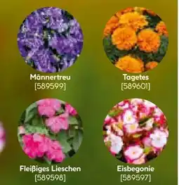 Hellweg Beet- und Balkonpflanzen Angebot