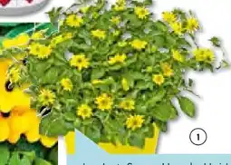 Hellweg Beet- und Balkonpflanzen Angebot