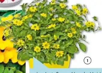 Hellweg Beet- und Balkonpflanzen Angebot