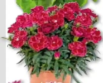 Hellweg Nelke Angebot