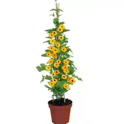 Hellweg Plantiflor Schwarzäugige Susanne Angebot