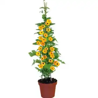 Hellweg Plantiflor Schwarzäugige Susanne Angebot