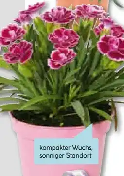 Hellweg Prinzess-Nelke Angebot