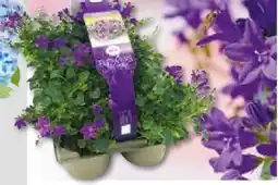 Hellweg Plantiflor Glockenblume Angebot