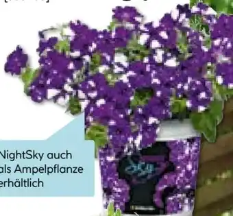 Hellweg Petunien Sondersorten Angebot