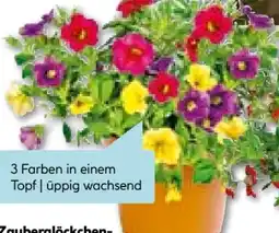 Hellweg Zauberglöckchen Trio Angebot