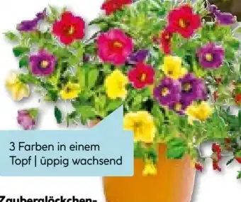 Hellweg Zauberglöckchen Trio Angebot