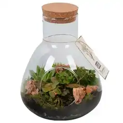 Hellweg Bepflanzte Gläser Angebot
