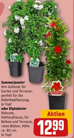REWE Sundaville sommerjasmin oder dipladenie Angebot