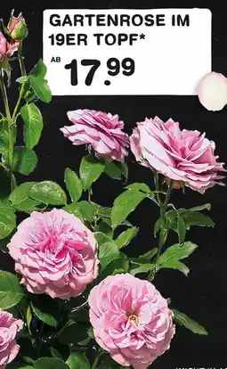 E-Center Gartenrose im 19er topf Angebot