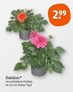 tegut Dahlien Angebot