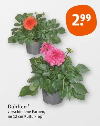 tegut Dahlien Angebot