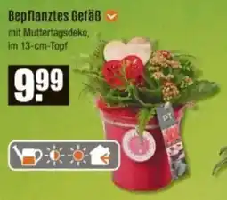 V Baumarkt Bepflanztes Gefäß Angebot