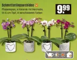 V Baumarkt Schmetterlingsorchidee Angebot