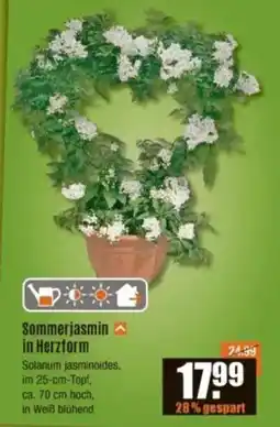 V Baumarkt Sommerjasmin in Herzform Angebot