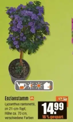 V Baumarkt Enzianstamm Angebot