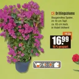 V Baumarkt Drillingsblume Angebot