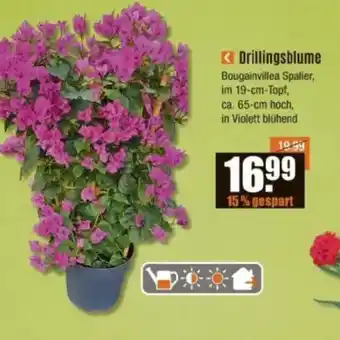 V Baumarkt Drillingsblume Angebot